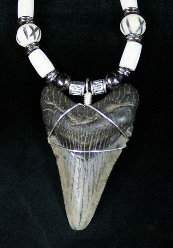 Megalodon Tooth Necklace #12181